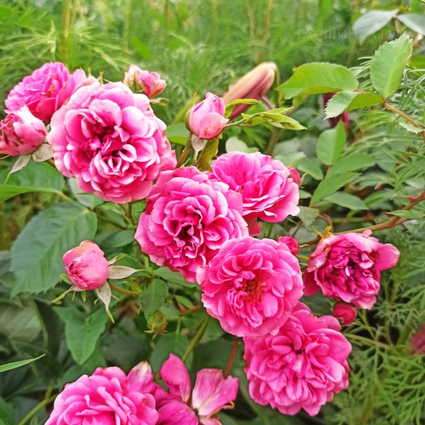 превью изображения отзыва