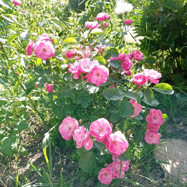 превью изображения отзыва