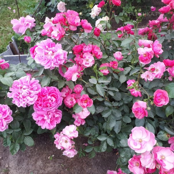 превью изображения отзыва