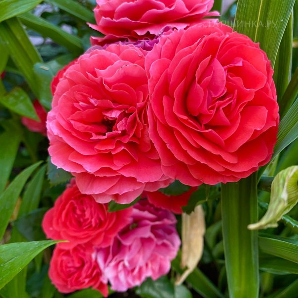 превью изображения отзыва