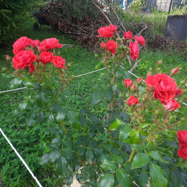 превью изображения отзыва