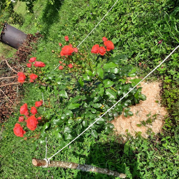 превью изображения отзыва