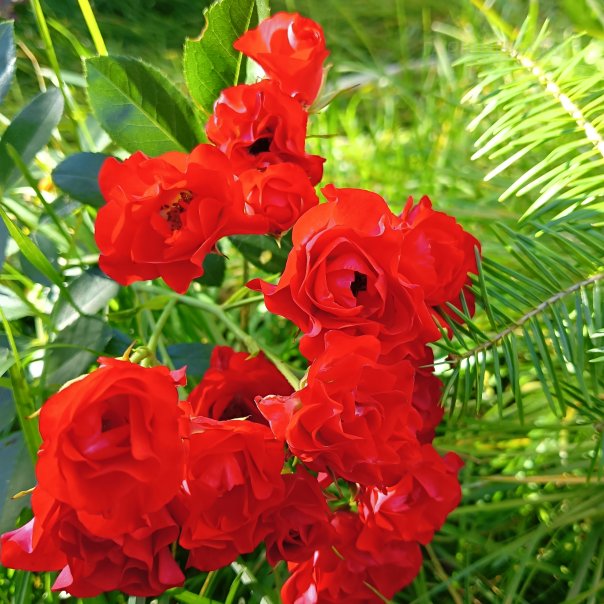 превью изображения отзыва