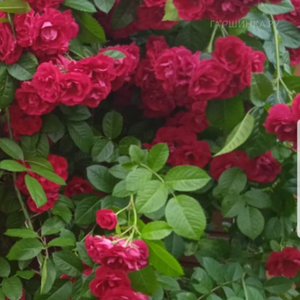 превью изображения отзыва