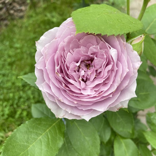 превью изображения отзыва