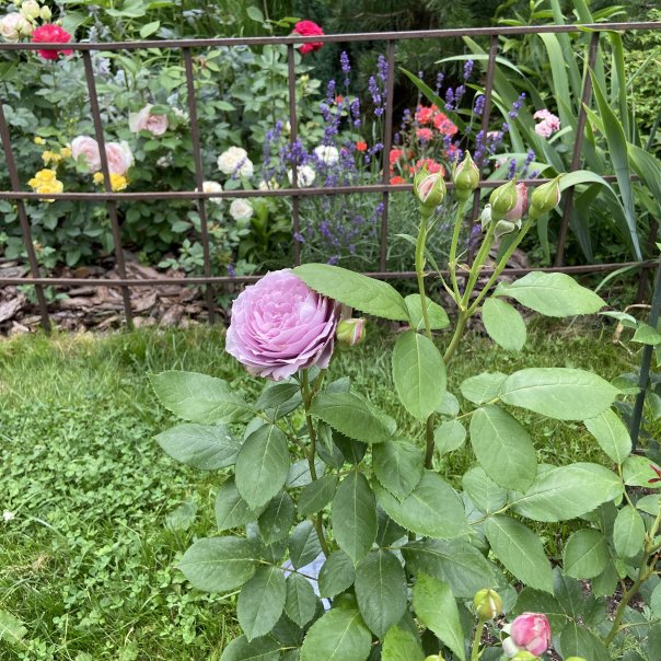 превью изображения отзыва