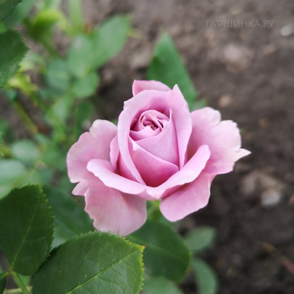 превью изображения отзыва