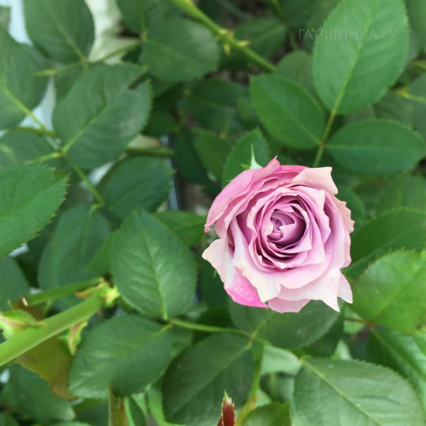 превью изображения отзыва