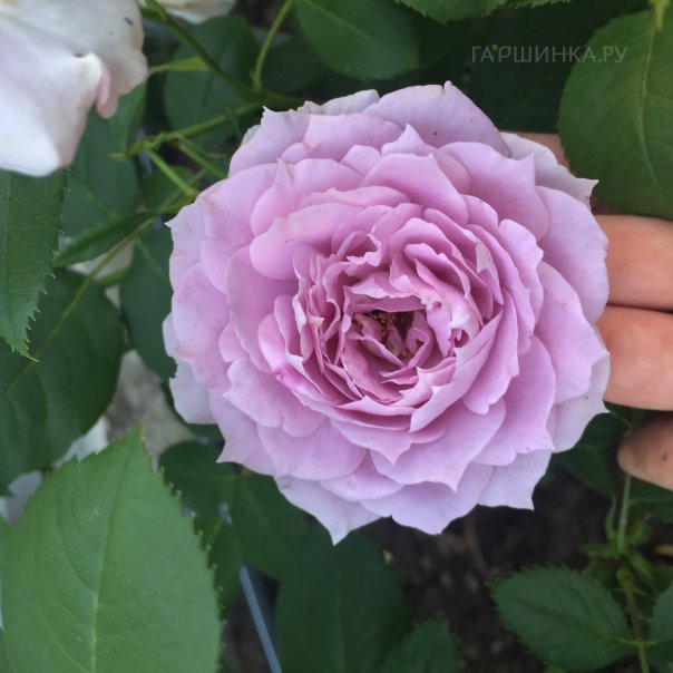 превью изображения отзыва