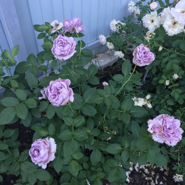 превью изображения отзыва