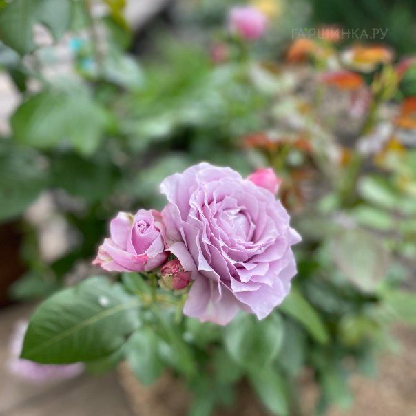 превью изображения отзыва