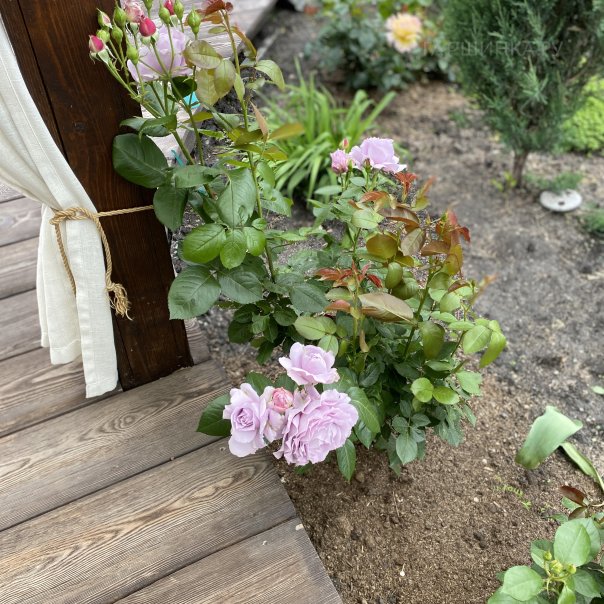 превью изображения отзыва