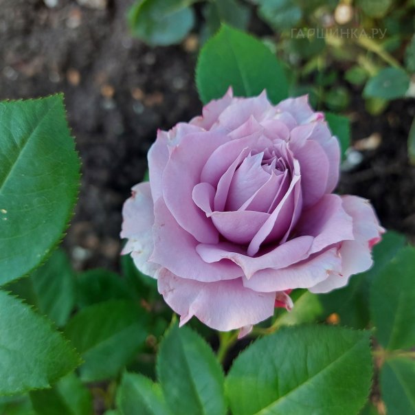 превью изображения отзыва