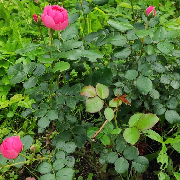 превью изображения отзыва