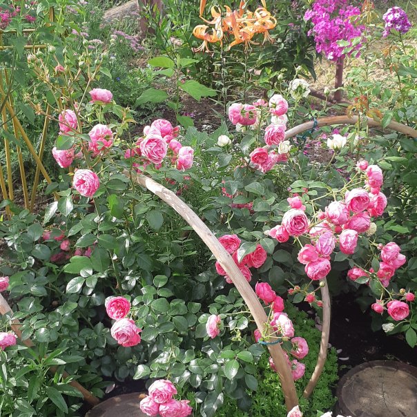 превью изображения отзыва