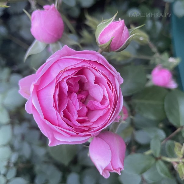 превью изображения отзыва