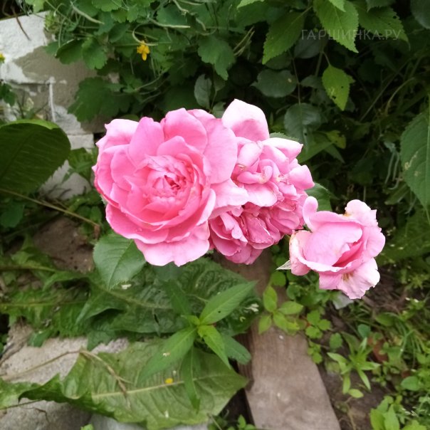 превью изображения отзыва