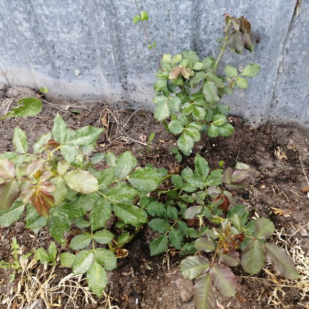 превью изображения отзыва