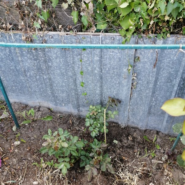 превью изображения отзыва