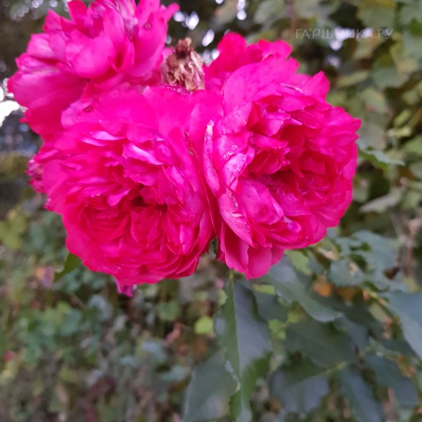 превью изображения отзыва