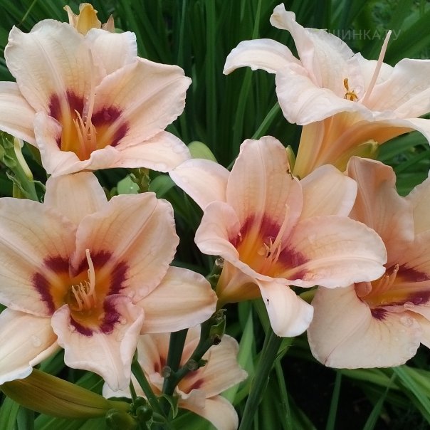 превью изображения отзыва