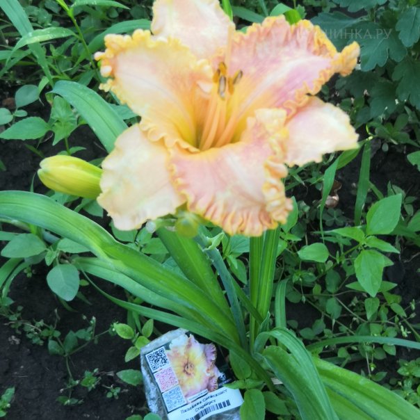 превью изображения отзыва