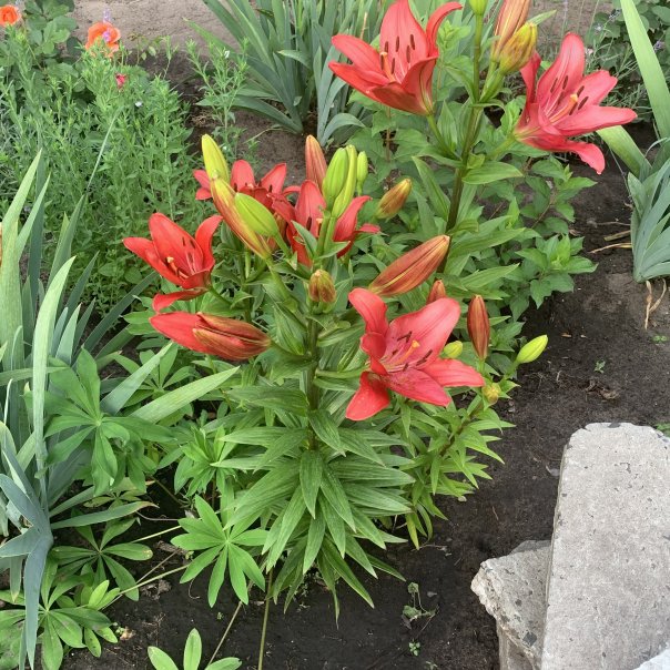 превью изображения отзыва