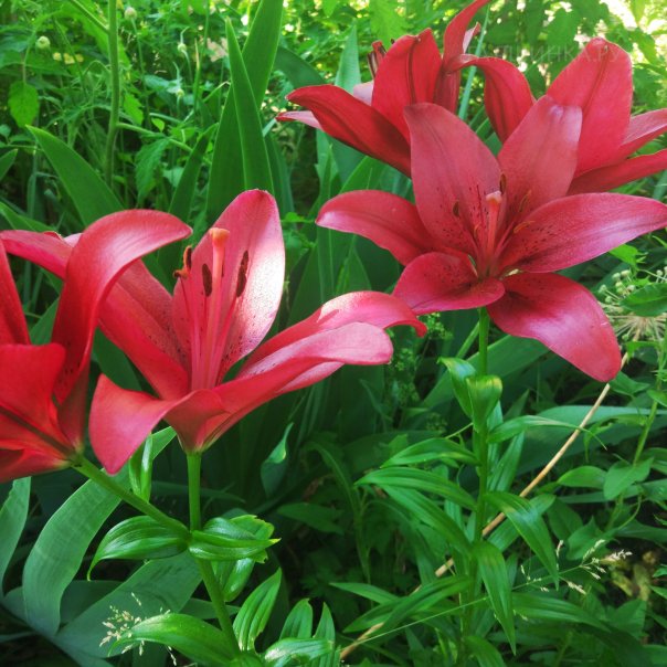 превью изображения отзыва