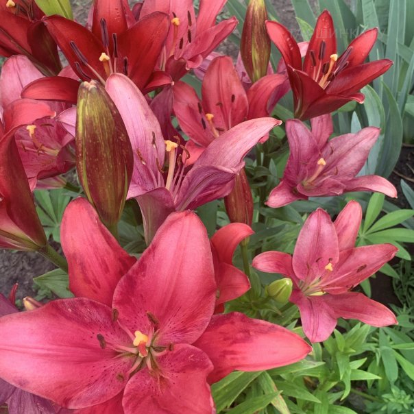 превью изображения отзыва