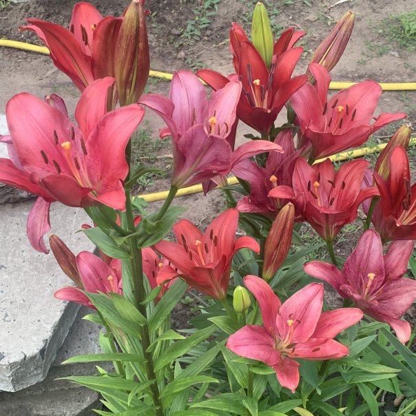 превью изображения отзыва