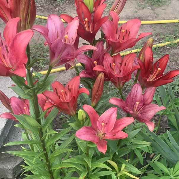 превью изображения отзыва