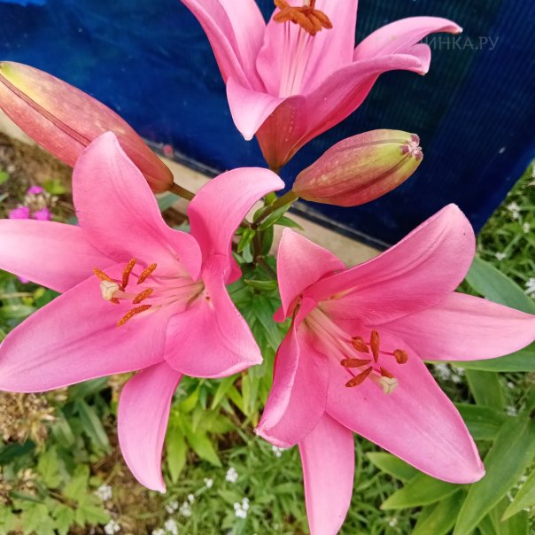 превью изображения отзыва