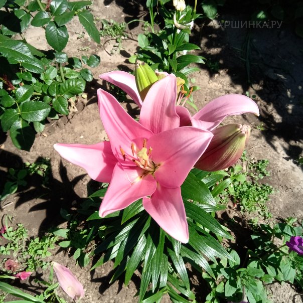 превью изображения отзыва