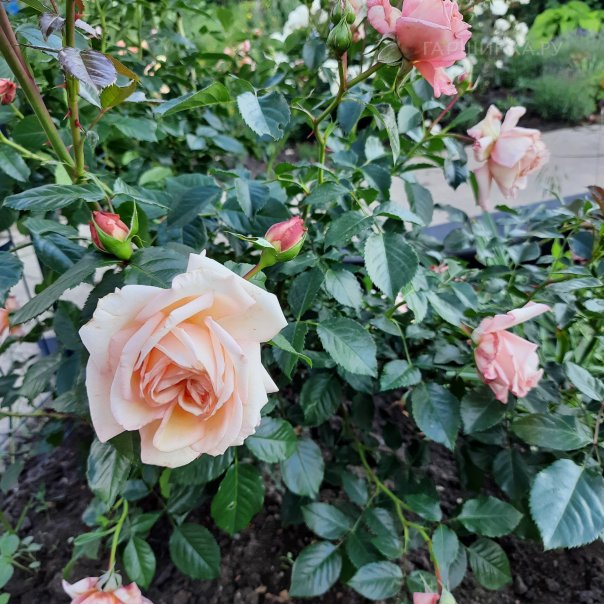 превью изображения отзыва