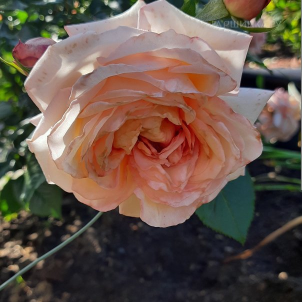 превью изображения отзыва