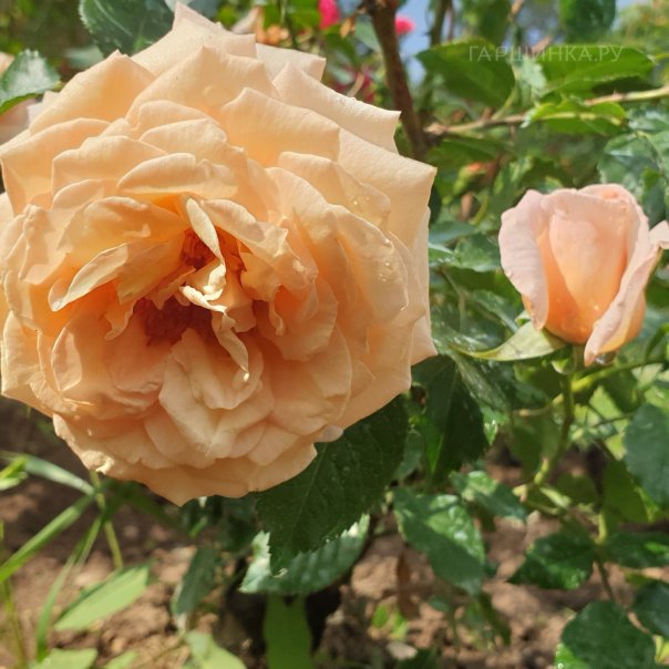 превью изображения отзыва