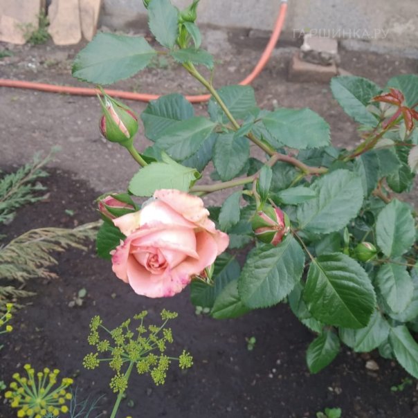 превью изображения отзыва