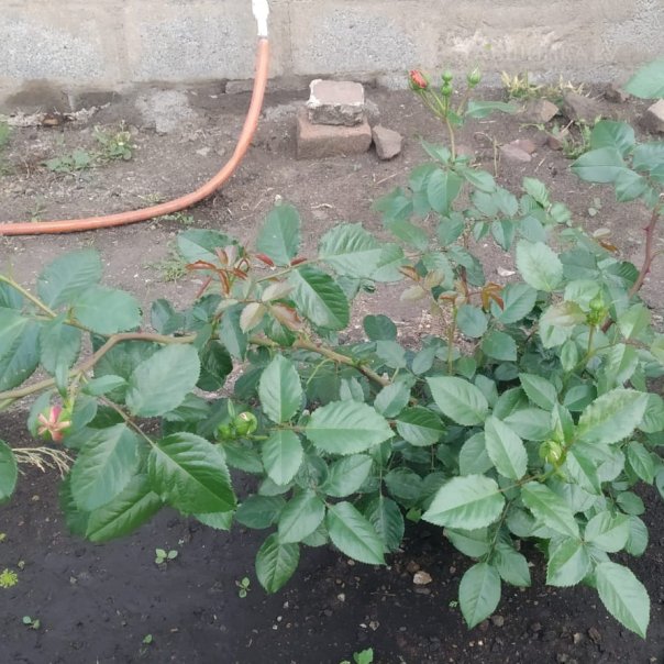 превью изображения отзыва