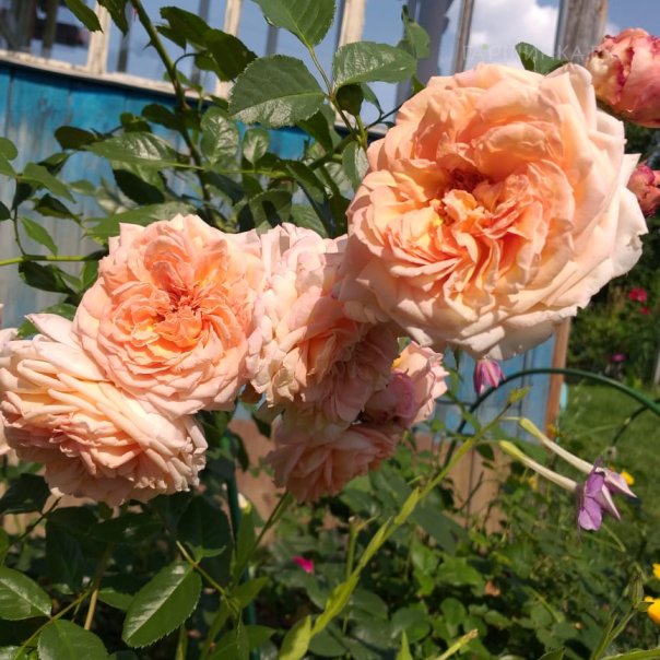 превью изображения отзыва