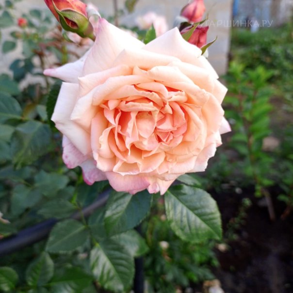 превью изображения отзыва