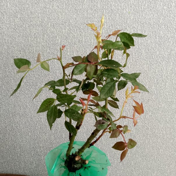 превью изображения отзыва