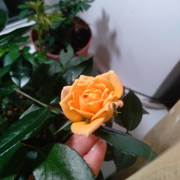 превью изображения отзыва