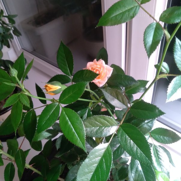 превью изображения отзыва