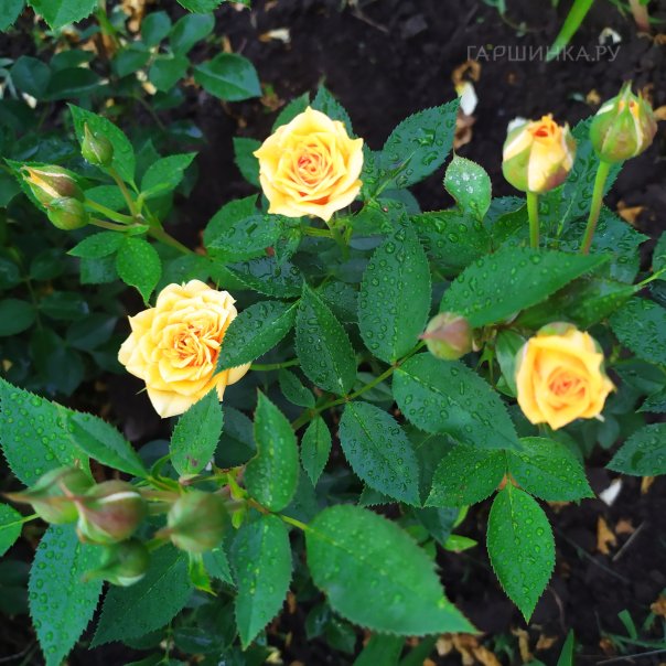 превью изображения отзыва