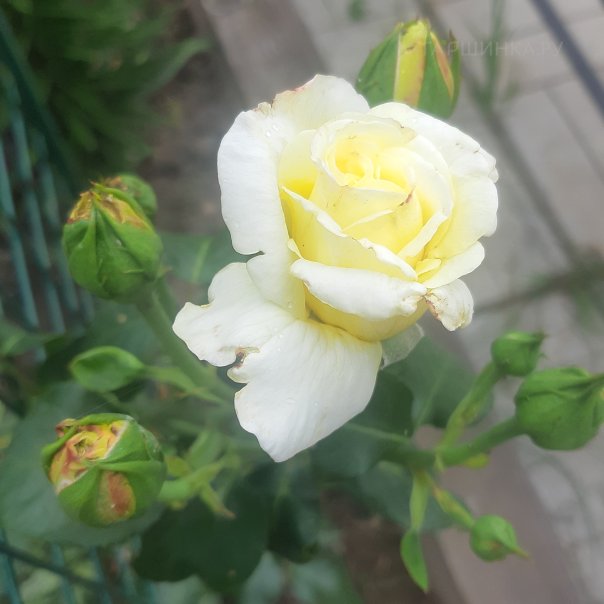 превью изображения отзыва