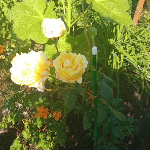 превью изображения отзыва