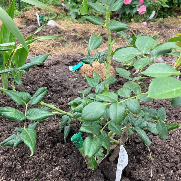 превью изображения отзыва