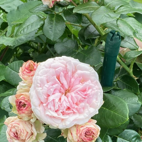 превью изображения отзыва