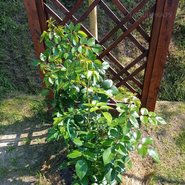 превью изображения отзыва