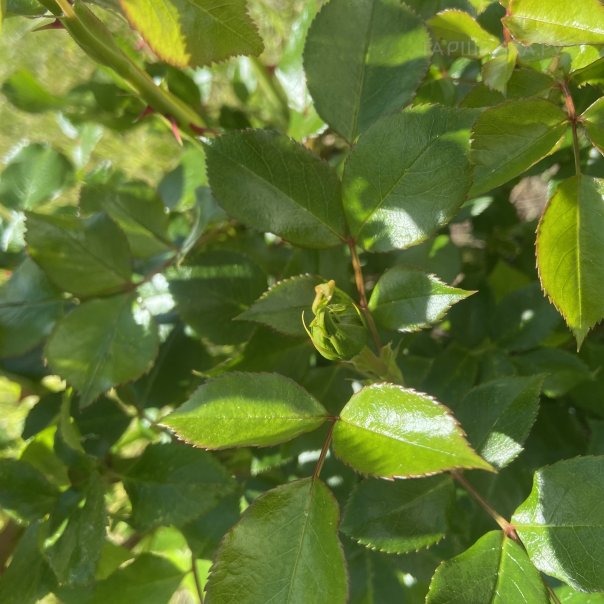 превью изображения отзыва